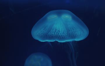 вода, море, крупный план, медузы, подводный мир