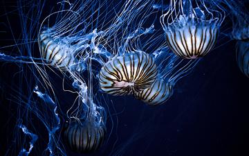 вода, море, медузы, подводный мир, щупальцы