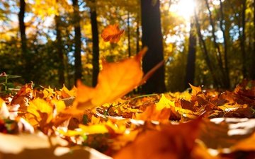 деревья, природа, лес, листья, макро, пейзаж, осень