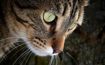 кот, мордочка, усы, кошка, взгляд, зеленые глаза