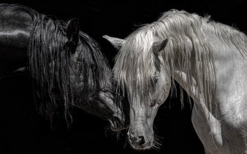 чёрно-белое, лошади, кони, грива, породистые, чистокровные