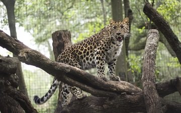 леопард, хищник, животное, зоопарк, дикая кошка