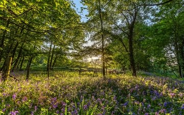 цветы, деревья, англия, колокольчики, гэмпшир, национальный парк нью-форест