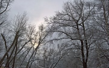 деревья, снег, природа, зима, ветки, снегопад, сказачный лес