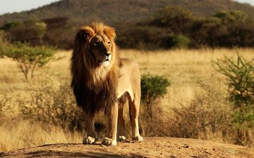 морда, природа, взгляд, африка, хищник, лев, грива, дикая кошка, савана
