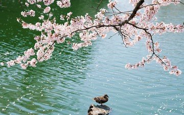 цветы, озеро, дерево, лепестки, камень, птица, весна, сакура, утка