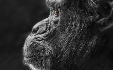 природа, фон, чёрно-белое, профиль, обезьяна, горилла