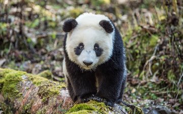 морда, взгляд, панда, медведь, животное, зоопарк, медвежонок, бамбуковый медведь, большая панда