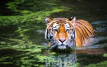 тигр, морда, озеро, отражение, взгляд, хищник, большая кошка, животное