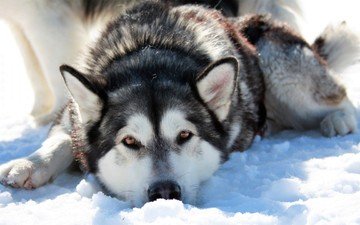 снег, зима, мордочка, взгляд, собака, хаски, сибирская хаски, cобака