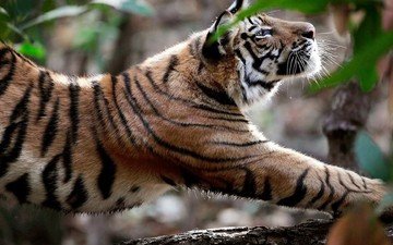 тигр, природа, хищник, большая кошка