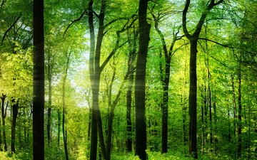 деревья, природа, лес, солнечные лучи