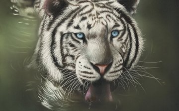 тигр, морда, арт, взгляд, хищник, язык, дикая кошка, белый тигр