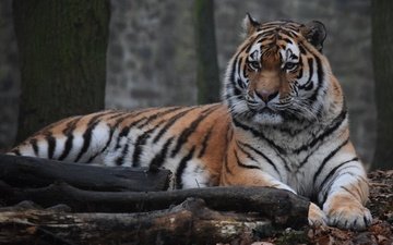 тигр, морда, взгляд, хищник, дикая кошка, амурский тигр