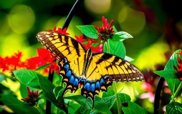 цветы, листья, насекомое, парусник, бабочка, крылья