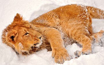 морда, снег, взгляд, хищник, лев, львёнок, дикая кошка
