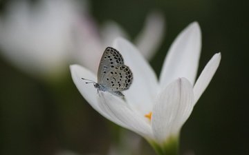 насекомое, цветок, бабочка, крылья, весна, крокус