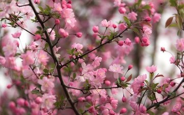 дерево, цветение, ветки, весна