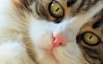 глаза, кот, мордочка, усы, кошка, взгляд, норвежская лесная кошка