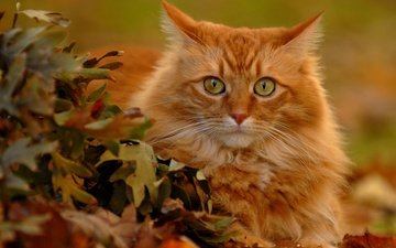 листья, кот, мордочка, усы, кошка, взгляд, рыжий кот