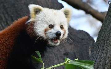 мордочка, взгляд, панда, красная панда, малая панда