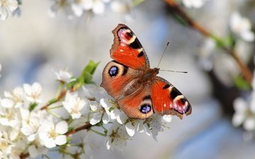 природа, цветение, насекомое, бабочка, крылья, сад, весна, павлиний глаз
