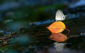вода, насекомое, бабочка, крылья, лист