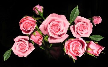 цветы, розы, букет, розовые, роз