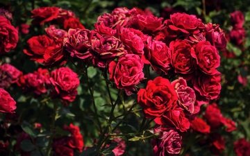 цветы, бутоны, розы, красные, куст