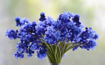 цветы, букет, синие