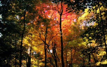 деревья, природа, лес, осень, кроны
