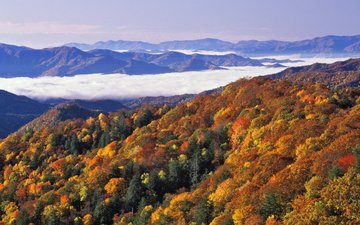 деревья, горы, лес, пейзаж, осень, great smoky mountains national park