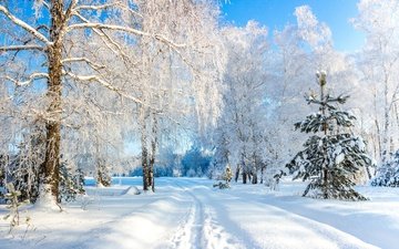 деревья, снег, зима, россия, усманский бор, воронежская область