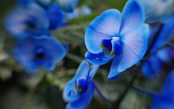 макро, размытость, голубые, орхидеи
