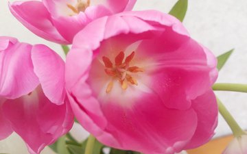 тюльпаны розовый фон светлый
