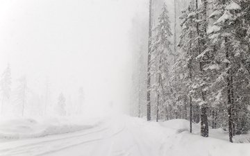 #зима#лес#снег#россия#леснаядорога