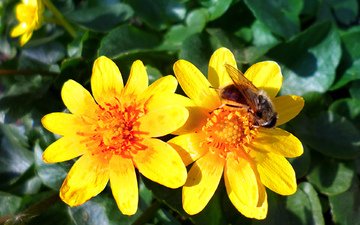 цветы, весна, пчела
