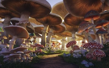 грибы, тропа, mushroom forest
