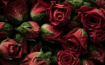 цветы, бутоны, фон, розы, красные, парное, естественная