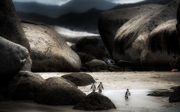 природа, фон, человек, наблюдает, пингвины