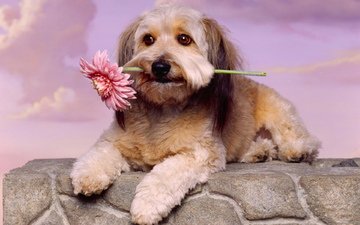 цветок, собака, животное