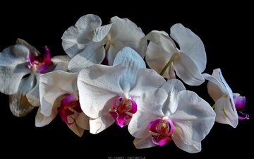 фон, орхидеи, белые орхидеи