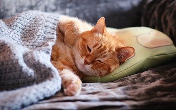 морда, кот, лапы, кошка, сон, спит, рыжий, диван, уют, подушка, покрывало, закрытые глаза, домашний