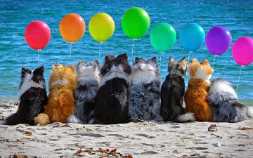 шары, настроение, море, песок, пляж, разноцветные, шарики, воздушные, компания, собаки