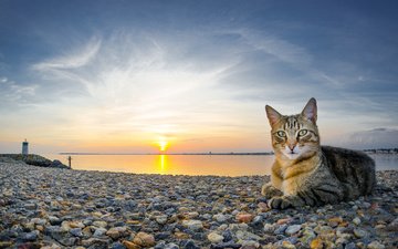 камни, закат, пляж, кот, кошка