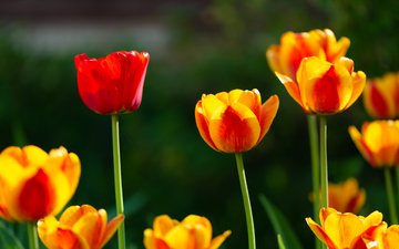 цветы, весна, тюльпаны, желто-красные