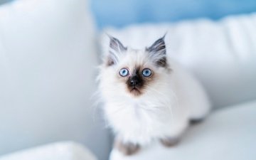 взгляд, голубые глаза, бирманская кошка