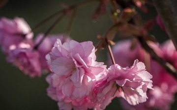 природа, цветение, лепестки, весна, сакура, розовые цветы