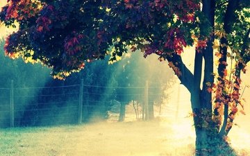 дерево, листья, поле, осень, забор, живопись