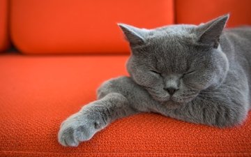 кот, кошка, спит, диван, лапки, котик, британская короткошерстная
